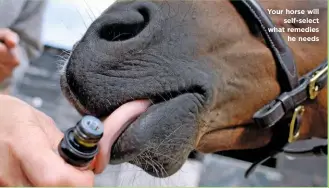  ??  ?? Your horse will self-select what remedies he needs