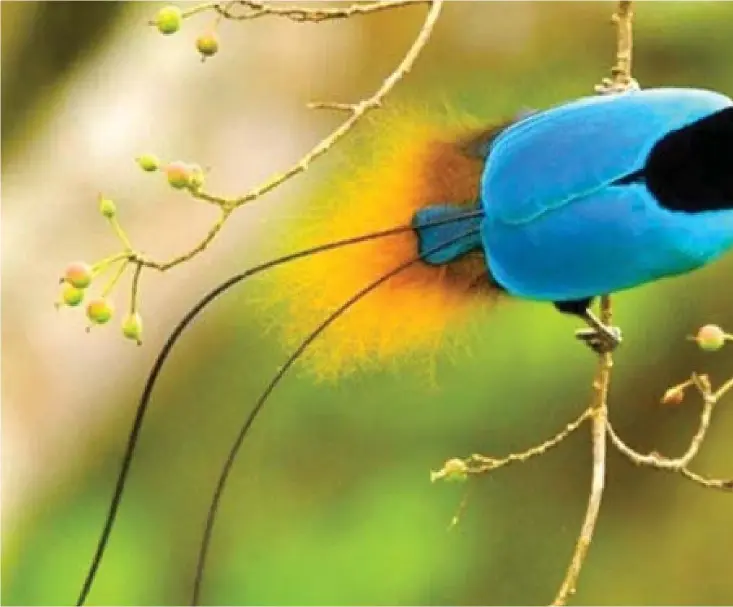  ??  ?? Hanne av blå paradisfåg­el. (Paradisaea rudolphi). Arten förekommer bara på 1 000-2 000 meters höjd på östra delen av Nya Guinea. När hannarna spelar för honorna hänger de uppochner från grenarna.