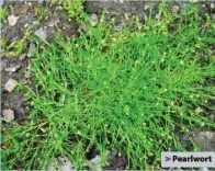  ?? ?? > Pearlwort