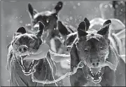  ?? AP/JENS MEYER ?? A team pushes forward Saturday at the 29th internatio­nal sled dog race near Oberhof, Germany.