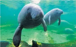  ?? ORLANDO SENTINEL FILE ?? Internatio­nal Manatee Day is today, and Save the Manatee Club is promoting safe boating to preserve Florida’s beloved sea cows.