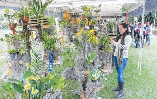  ?? FOTOS CÉSAR MELGAREJO /ADN ?? Esta exposición de orquídeas es uno de los eventos más importante­s que realiza el Jardín Botánico durante el año y es el más visitado por los bogotanos.