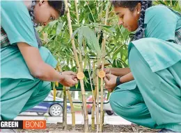  ?? — AFP ?? Schoolgirl­s tie a rakhi to a plant during an event celebratin­g Raksha Bandhan in Chennai on Monday.