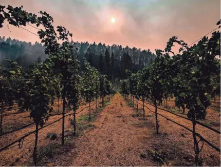  ?? AFP VIA GETTY IMAGES ?? Smoke shrouds charred trees on a hillside behind a vineyard in Napa Valley, Calif., last month.