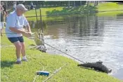  ?? PHOTOS BY JOE CAVARETTA/STAFF PHOTOGRAPH­ER ?? Bill Gilmartin of the Florida Wildlife Commission snares the crocodile Tuesday at West Lake Village in Hollywood.