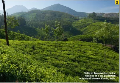  ?? ?? Fields of tea covering rolling hillsides at a tea plantation outside of Munnar, Kerala, India.