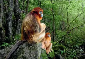  ??  ?? Marsel van Oosten’s award-winning photo of two golden snub-nosed monkeys in the Qinling Mountains of southweste­rn China.