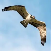  ??  ?? Ospreys can be spotted along the coastline, often fishing in the shallows during the summer months.
