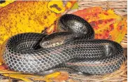  ??  ?? FISH-EATER: Branch’s swamp snake, named after Bayworld's former herpetolog­ist Dr Bill Branch