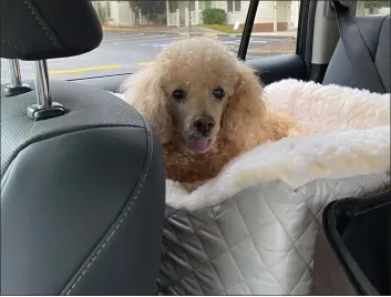  ?? LINDA SHEFFIELD VIA AP ?? Timmy, a rescue poodle owned by Linda Sheffield, appears in her car in Marietta, Ga., on Oct. 12, 2020. Timmy died this year after Sheffield consulted an animal communicat­or, who told her the dog was gravely ill.