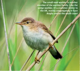  ??  ?? The small reed warbler is another member of the warbler family. Like the sedge warbler, it’s a summer visitor to the UK, mainly congregati­ng in East Anglia and on the south coast