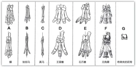  ??  ?? 奇蹄类肢骨的比较