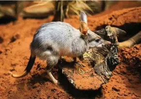  ??  ?? Andrew and zookeeper Steven Kleinig set up remote wildlife camera monitoring at the sanctuary site in Dubbo. In preparatio­n for the arrival of the bilbies, fences are being upgraded on the site and pests removed. Once the bilbies have been moved in,...