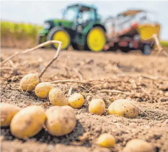  ?? FOTO: DPA ?? Landwirt bei der Kartoffele­rnte: Zuschüsse machen im Durchschni­tt 40 Prozent des bäuerliche­n Einkommens aus.