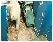  ??  ?? 俄国社媒流传北极熊闯­入屋内影片。莱互联网照片）