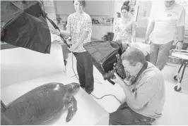  ?? NATIONAL GEOGRAPHIC/PHOTO ARK ?? NatGeo Photo Ark photograph­er Joel Sartore photograph­s a vulnerable olive ridley sea turtle in 2014 at the Loggerhead Marinelife Center in Juno Beach. See the 12th annual Go Blue virtual awards Oct. 23.