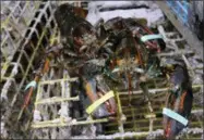  ??  ?? In this file photo, lobsters sit on a trap in New London, Conn. A study released in April 2016says no traces of pesticides were found in lobsters collected in Long Island Sound in late 2014, boosting the theory that elevated water temperatur­es are the...