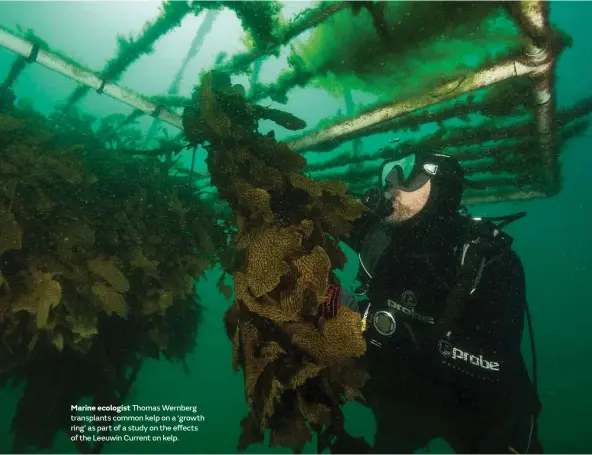  ??  ?? Marine ecologist Thomas Wernberg transplant­s common kelp on a ‘growth ring’ as part of a study on the effects of the Leeuwin Current on kelp.
