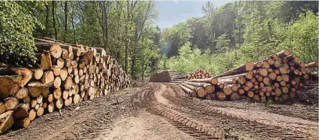  ?? ?? Jährlich werden in Luxemburg etwa 500 000 Kubikmeter Holz „geerntet“.