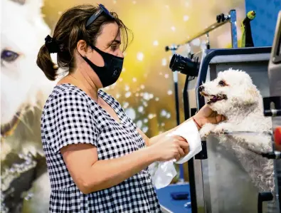  ?? DANIEL A. VARELA dvarela@miamiheral­d.com ?? Casper, a Maltese mix, is about to get dried after his automatic bath at Lavakan in Miami on Tuesday.