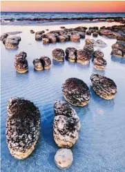  ??  ?? Shark Bay’s stromatoli­tes are seen as signposts to the beginning of life on Earth, similar to organisms that began releasing oxygen 3.5 billion years ago.
