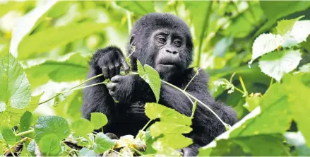  ?? [ Carsten Heinke] ?? Mit Miel Mfitumukiz­a, Ranger im Bwindi Impenetrab­le Nationalpa­rk, geht’s durch den Dschungel. Die Suche nach den Gorillas kann lang dauern und manchmal ergebnislo­s sein. Doch dann – der große Moment!