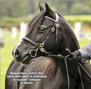  ??  ?? Researcher­s confirm that some diets seem to contribute to “spooky” behavior in horses.