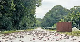  ??  ?? Krabbenwan­derung auf einem pazifische­n Eiland: „Islands of the Hungry Ghosts“erzählt von Migration von Mensch und Tier.