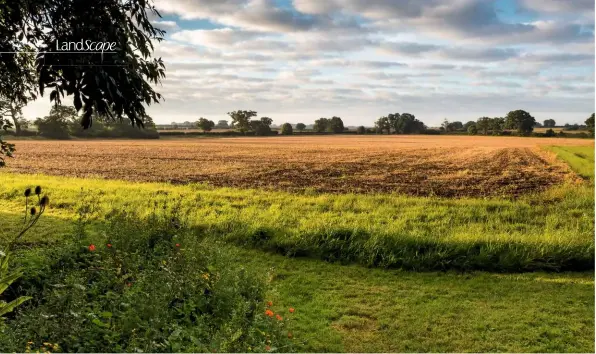  ??  ?? The cottage garden affords views of the surroundin­g Norfolk fields and Sarah’s wild flowers, including poppies, corn marigold, Glebionis segetum, clover and teasels.