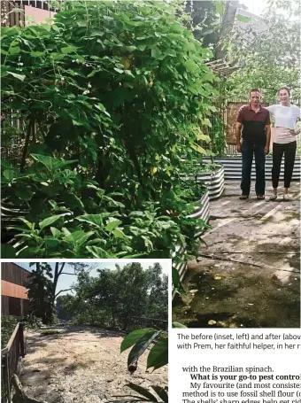  ??  ?? The before (inset, left) and after (abovabove) photos of Lee’s urban edible gardening journey. She’s pictured above with Prem, her faithful helper, in her rher roughly year-old garden. — Photos: Eats, Shoots & Roots