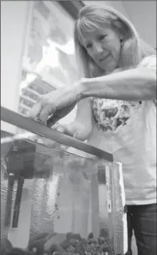  ?? NEWS-SENTINEL PHOTOGRAPH­S BY BEA AHBECK ?? Teacher Janine Jacinto gently drops the Chinook salmon eggs into the tank as her fifth-grade class receives their salmon eggs on Thursday morning at Heritage Elementary in Lodi.