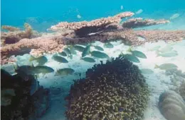  ?? BRIAN INGANGA/AP ?? Fish swim near dead coral June 11 in Kisite Mpunguti Marine Park in Kenya. The Great Blue Wall is a new climate funding initiative for countries on Africa’s east coast.