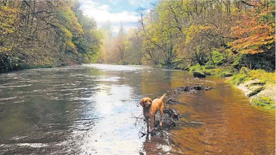  ?? ?? Caption in here
Best friend Stephanie Mckenzie of Bridge of Allan sent in this photo of her handsome fox red lab Rocco waiting for his stick to be thrown in the river at Sandy Pines on the Darn Walk
