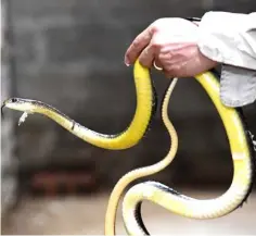  ??  ?? Dang holding a snake in his breeding farm.