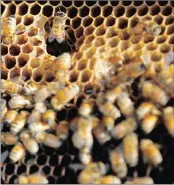  ?? PICTURE: EPA ?? Beekeeping can be a profitable business, as Egyptian Mohammed Hagras discovered.