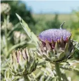  ??  ?? EN FLOR La parte comestible del alcaucil se llama “capítulo”. Desde que están listos para cocinar hasta que florecen pasan 21 días.