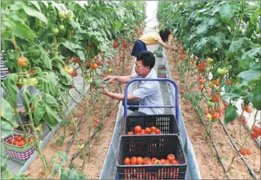  ?? LU BOAN / XINHUA ?? Farmers harvest tomatoes in a greenhouse in Tangwan village in the county.