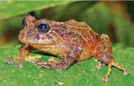  ?? CORTESÍA JORGE BRITO ?? kLa rana Pristimant­is almendariz es una de las especies endémicas del Kutukú.