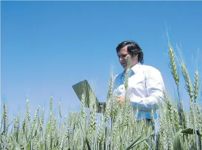  ??  ?? A campo. Sánchez Granel sigue de cerca un lote de trigo, en Duggan, al norte de la provincia de Buenos Aires.