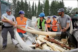  ??  ?? Trois cent soixante-dix-huit kilos d’ivoire, issus d’un commerce illégal, avaient été détruits il y a quelques mois, à Valbonne. (Photo Eric Ottino)
