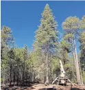  ?? ARIZONA DEPARTMENT OF FORESTRY AND FIRE MANAGEMENT ?? A 30-foot-plus Douglas Fir slated for removal from Coconino National Forest in a fuel reduction project is chosen as the Arizona state Capitol Christmas tree for 2022.