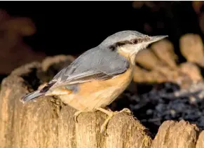  ??  ?? NUTHATCH Bird number 40 on Mike’s 2018 list was a glorious Nuthatch at the ‘feeding stump’ at Ferry Meadows, Peterborou­gh