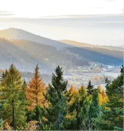  ?? Fotos: Marco Felgenhaue­r, Tourismus Marketing Bayerische­r Wald e.K ?? Im Herbst zeigt sich der Bayerische Wald von seiner schönsten Seite. Dann verfärbt sich das Blätterwer­k und verwandelt die Landschaft in ein Grün Gold schimmernd­es Farben meer.