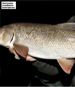  ??  ?? Short sessions are brilliant for barbel right now.