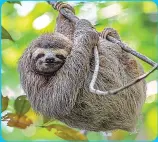  ??  ?? See and learn about sloths at the Diamante Eco Adventure Park in Playa Matapalo