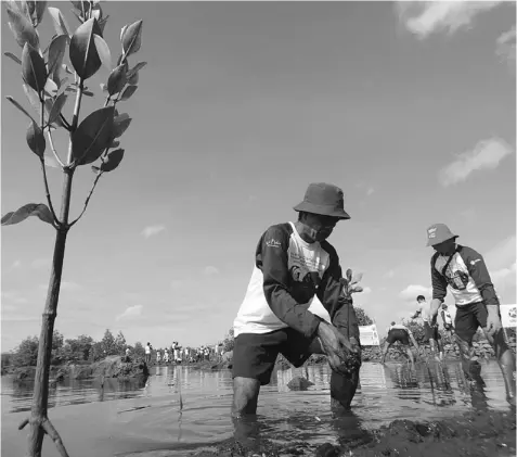  ?? FERDINAND EDRALIN ?? More than 1000 shoots of mangroves have been planted yesterday morning in Barangay Calawisan, Lapu-lapu City. This event was initiated by Chevron Philippine­s in partnershi­p with Project Seahorse Foundation and the City of LapuLapu.