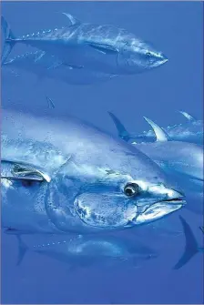  ?? Big fish like Tuna need a lot of oxygen to fuel their large bodies. ??
