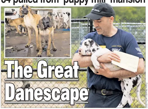  ??  ?? POOCH & RESCUE: A Humane Society worker (above) cradles one of 84 Great Danes found in filthy conditions (inset) in Wolfeboro, NH.