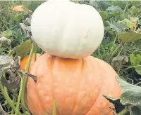  ?? Giants lurking in the undergrowt­h – whopper pumpkins at Bungalow Farm ??