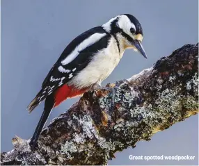  ??  ?? Great spotted woodpecker